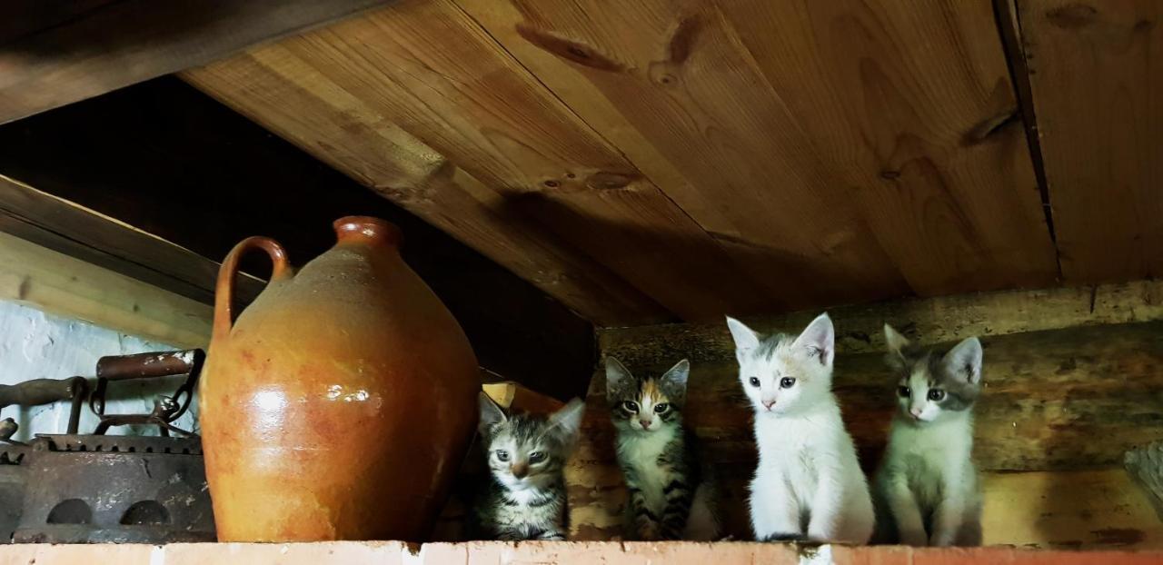 Aghrousadba Zapovednyi Ostrov Otel Sho Dış mekan fotoğraf